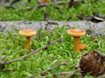 FZ020473 Tiny mushrooms.jpg